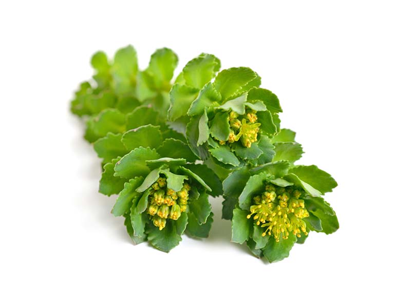 Green flowers and leafs, rhodiola-rosea